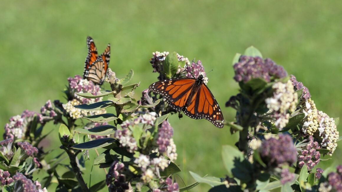 SSL Certificates: Hardening User Trust, Protecting Data.