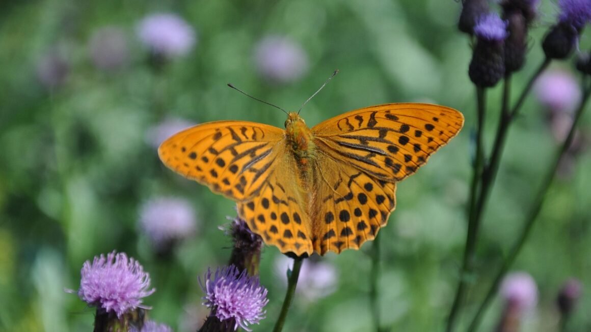 Shared Vs VPS: Level Up Your Websites Growth