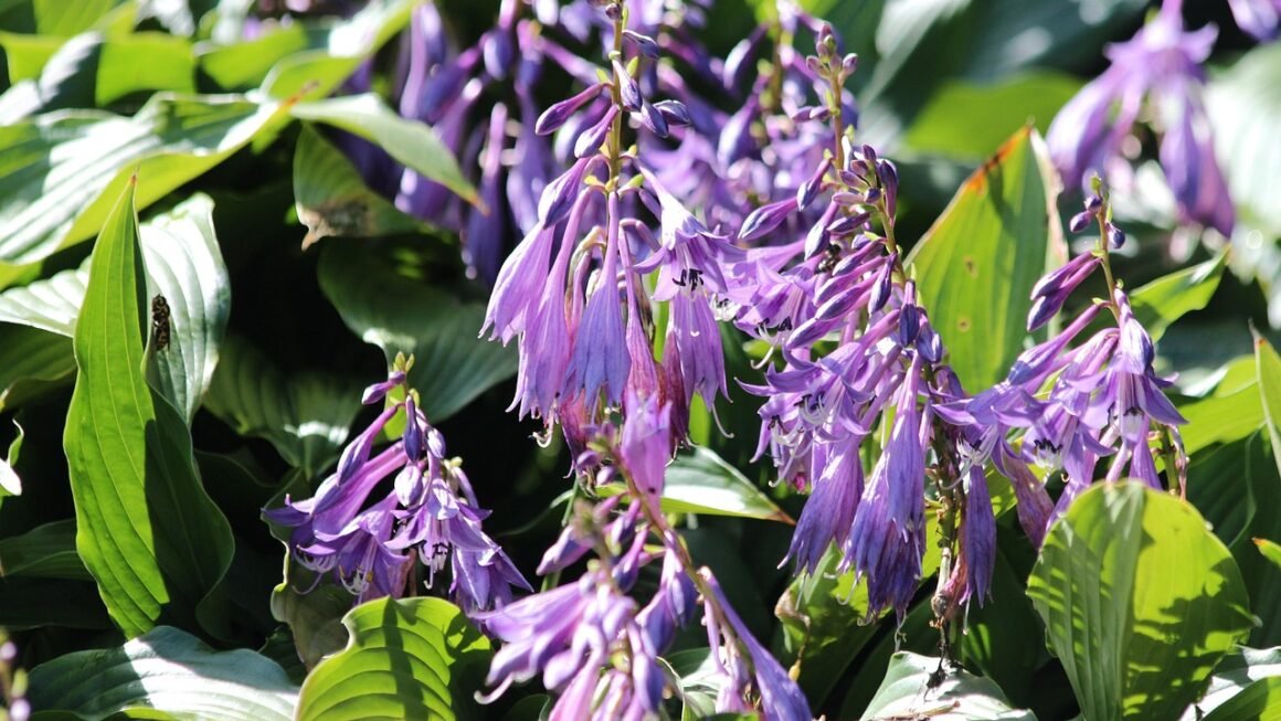 HTTPS Everywhere: Free SSLs Impact On Trust