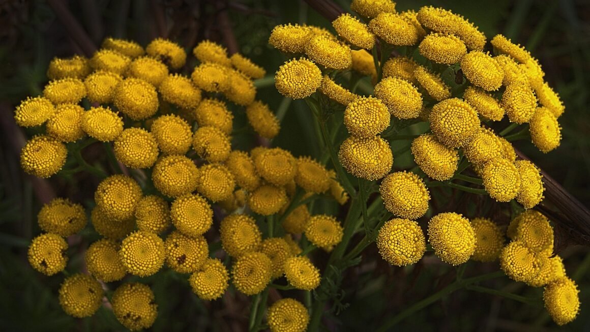 Shared Vs VPS: Carpool Or Private Jet Hosting?