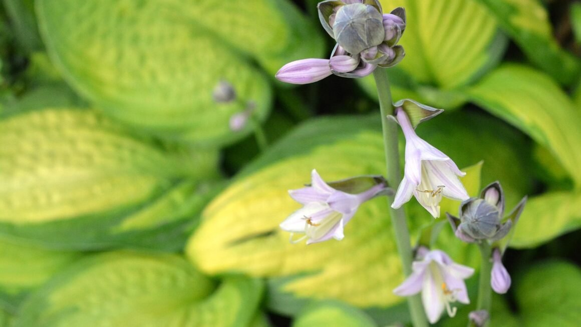 MySQL Hosting: Performance Secrets For Data-Driven Growth