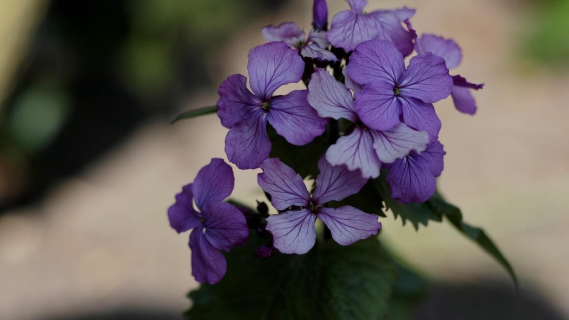 Shared Hosting: The Surprisingly Powerful Engine For Growth