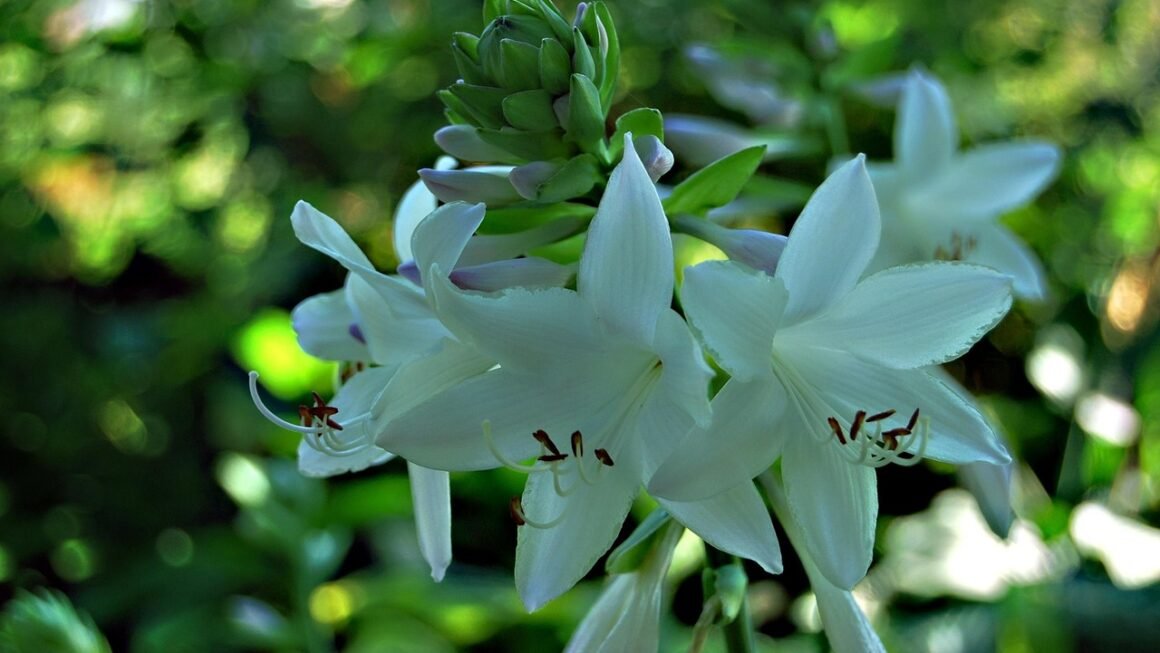 Shared Hosting: Still Viable For Modern Web?