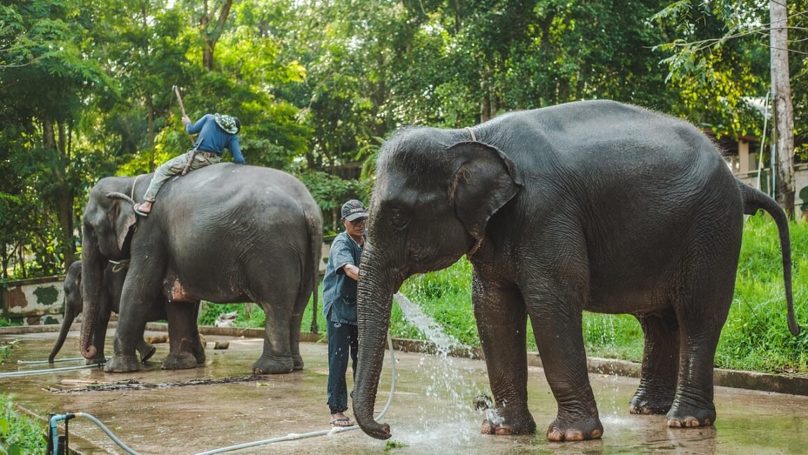 CPanel Hosting: Is The Control Panel Still King?