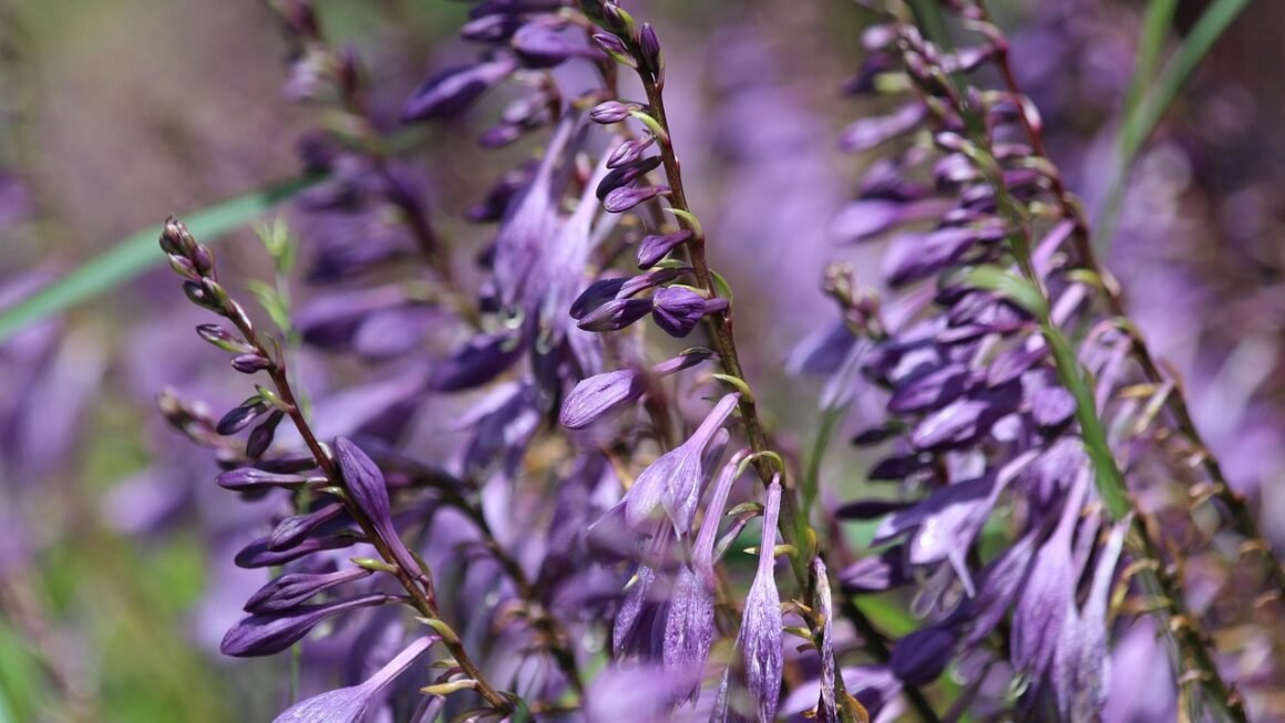 Shared Hosting: The Unexpected Performance Goldmine