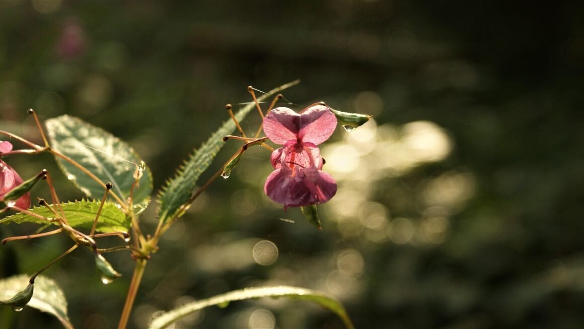 CPanel: Unlocking Scalable Hosting For Developers