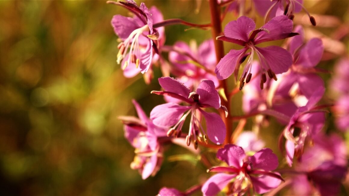 Micro Hosting: Powering Small Sites With Purpose