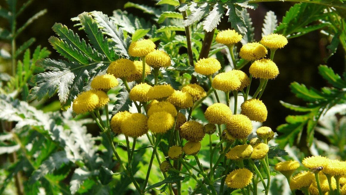 Free SSL: Encryption For Everyone, No Strings