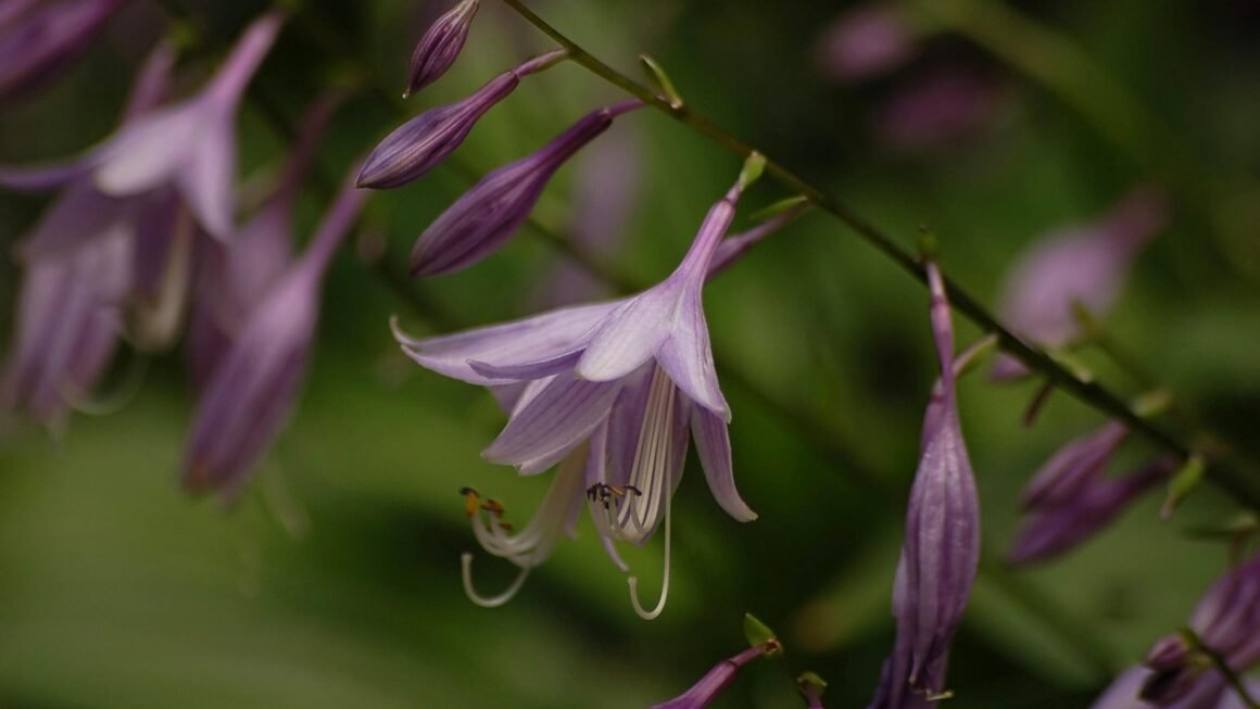 FTP Access: Bridging Legacy With Modern Security.