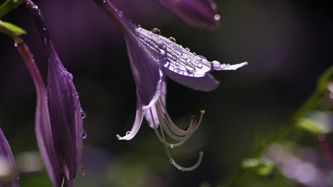 Shared Hosting: Untangling Value, Support, And Scalability