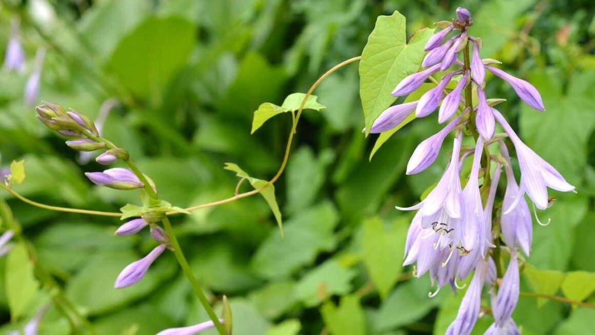 Beyond Bandwidth: Rethinking Traffic Limit Strategies