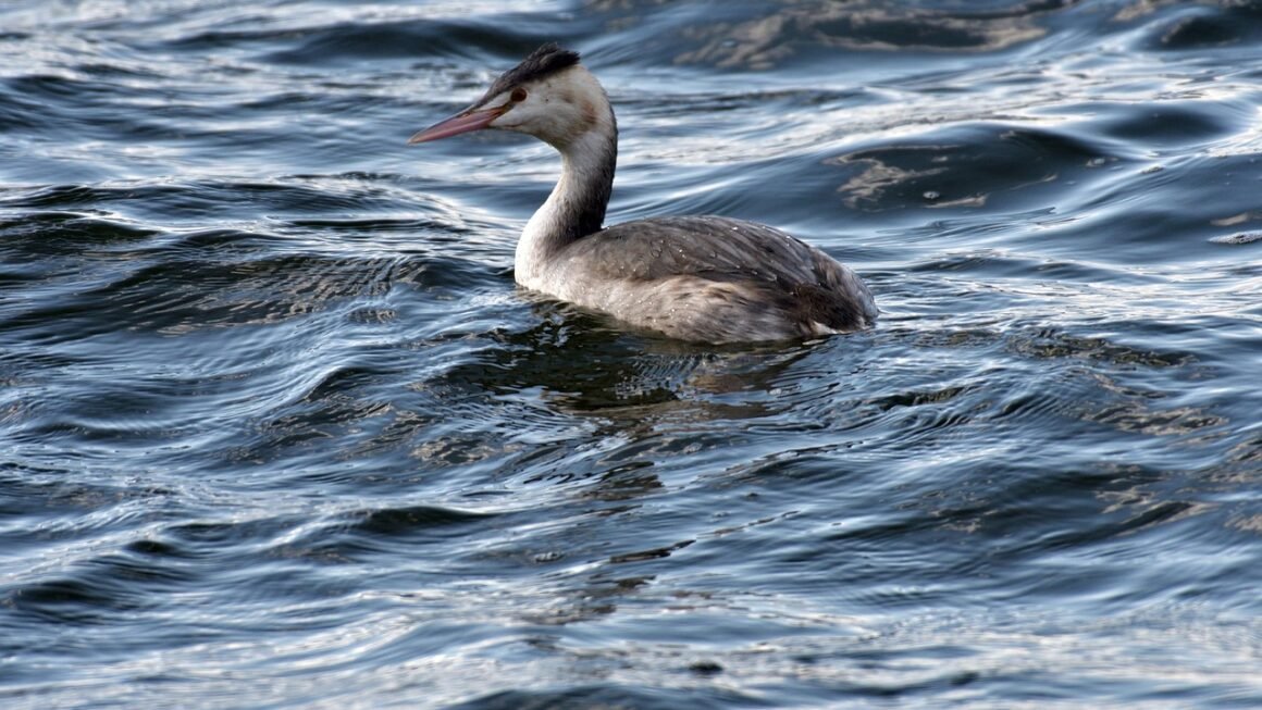 Templates Evolved: Design Freedom For Every User