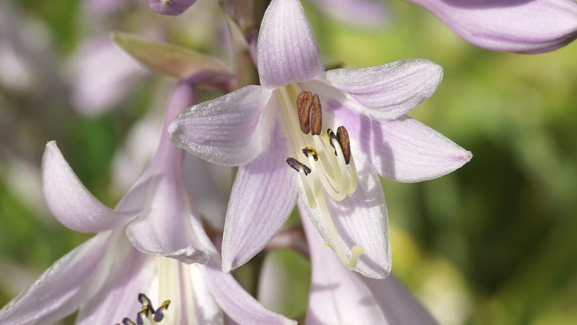 Shared Hosting: Launch Big, Stay Lean, Grow Smart.