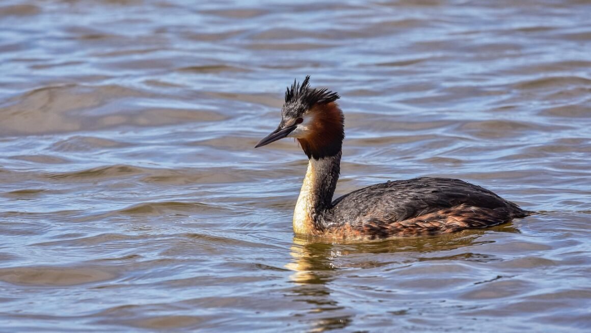 Visual Builders: Democratizing Design, Elevating Experiences