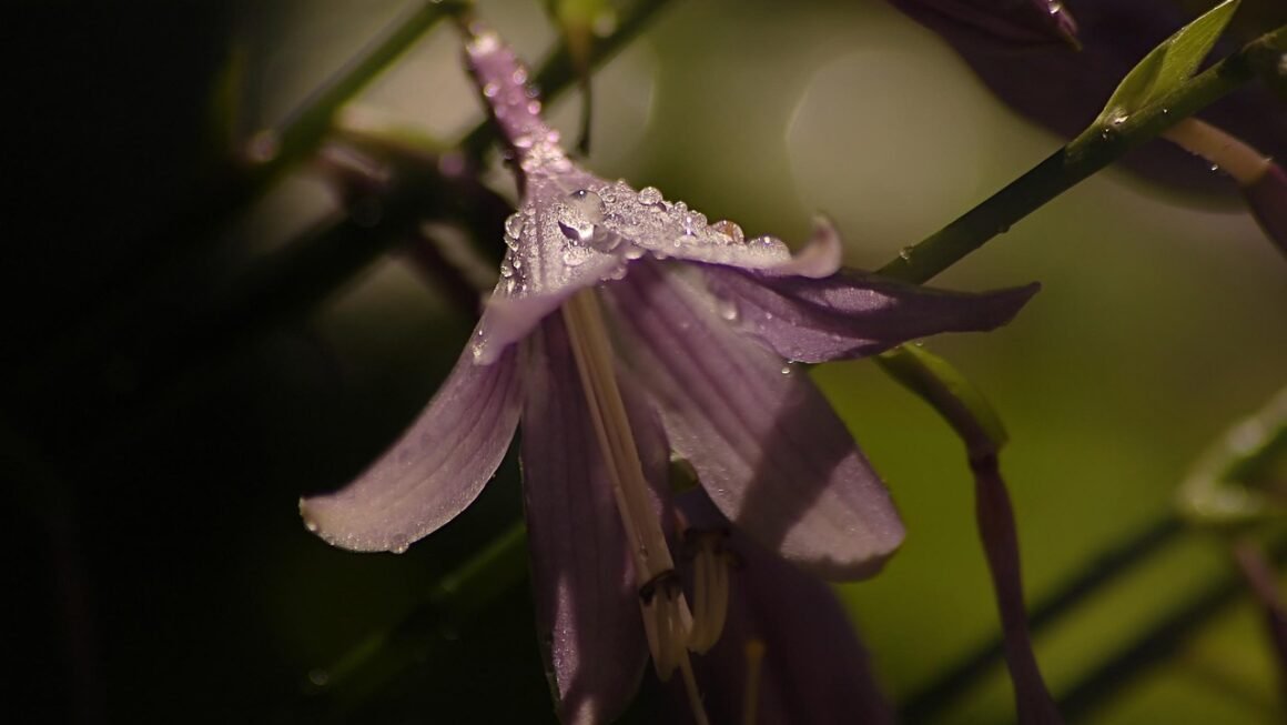 Shared Web Space: A Biodiversity Hotspot?